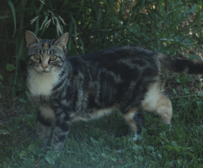 2018-07-10.Butterscotch.guarding