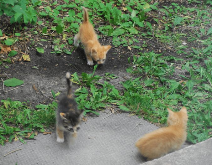 2018-07-15.three.kittens