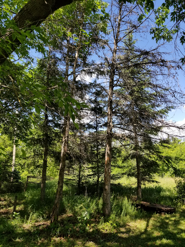 20180702.cleanup.maplegrove.eastend.triffid.trees