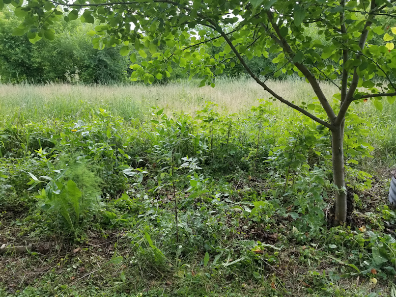 20180702.cleanup.maplegrove.eastside.appletree.after