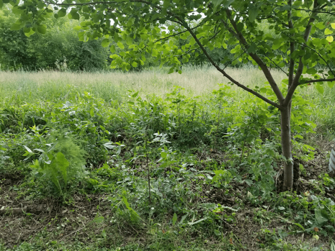 20180702.cleanup.maplegrove.eastside.appletree.after