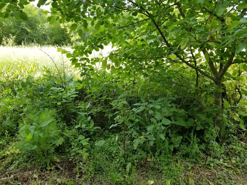 20180702.cleanup.maplegrove.eastside.appletree.before