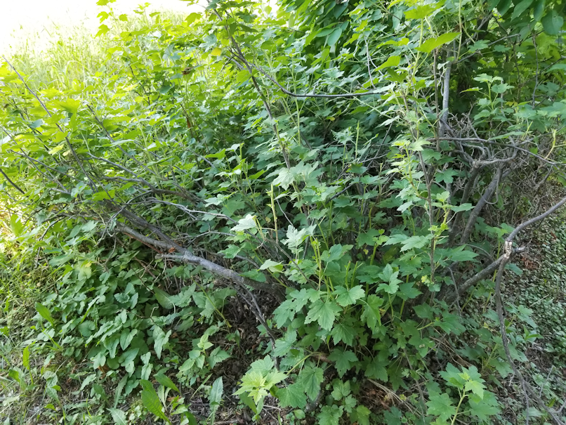 20180702.cleanup.maplegrove.eastside.big.gooseberry