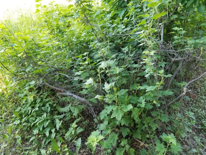 20180702.cleanup.maplegrove.eastside.big.gooseberry