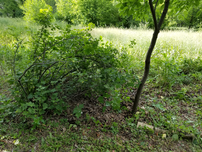 20180702.cleanup.maplegrove.eastside.gooseberry.chokecherry.cleared