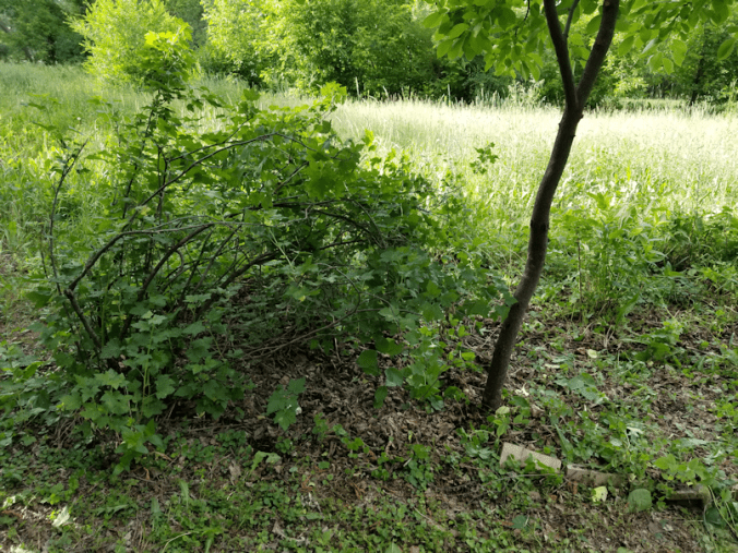 20180702.cleanup.maplegrove.eastside.gooseberry.chokecherry.cleared