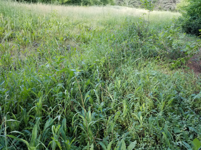 20180702.cleanup.maplegrove.eastside.raspberry.patch