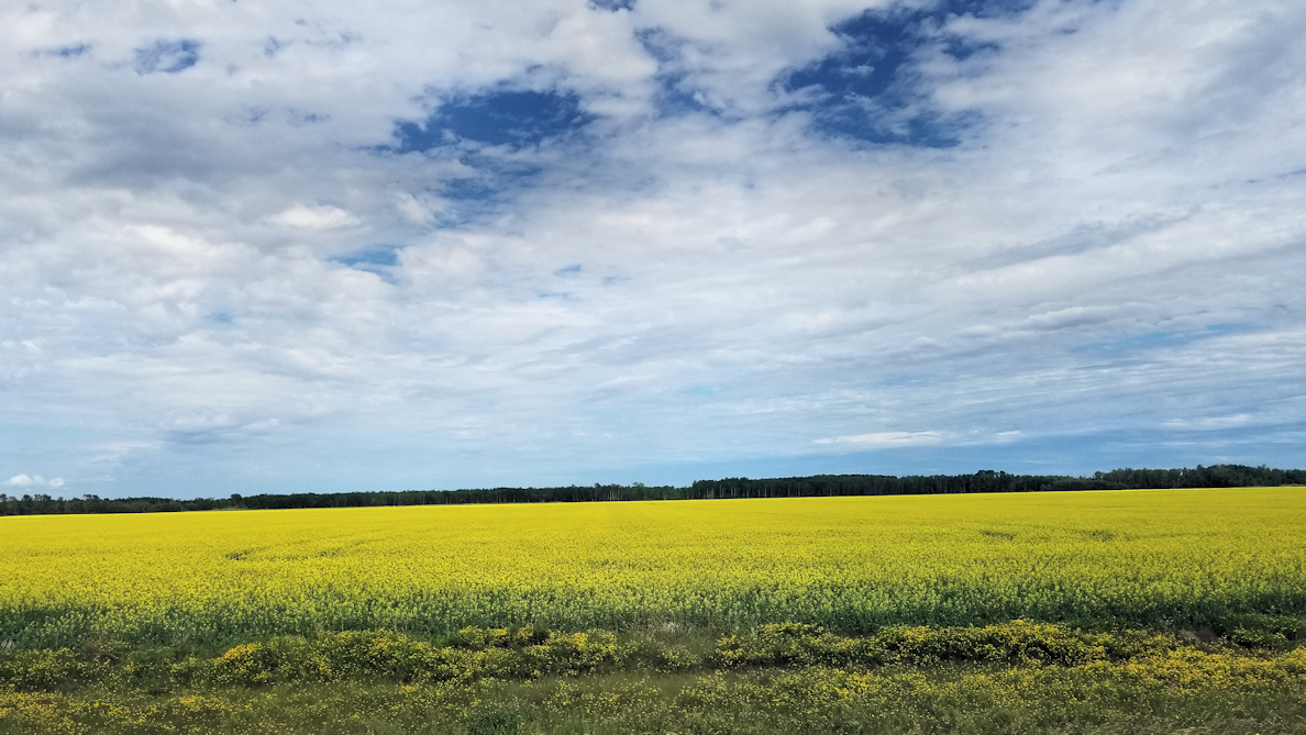 20180703.canolafield