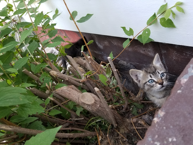 20180706.kittens