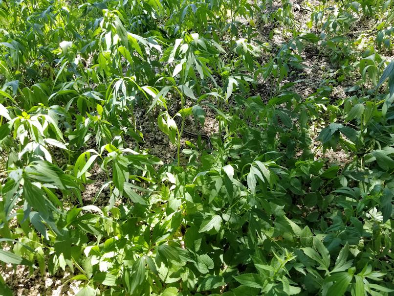 20180706.red.sided.garter.snake1