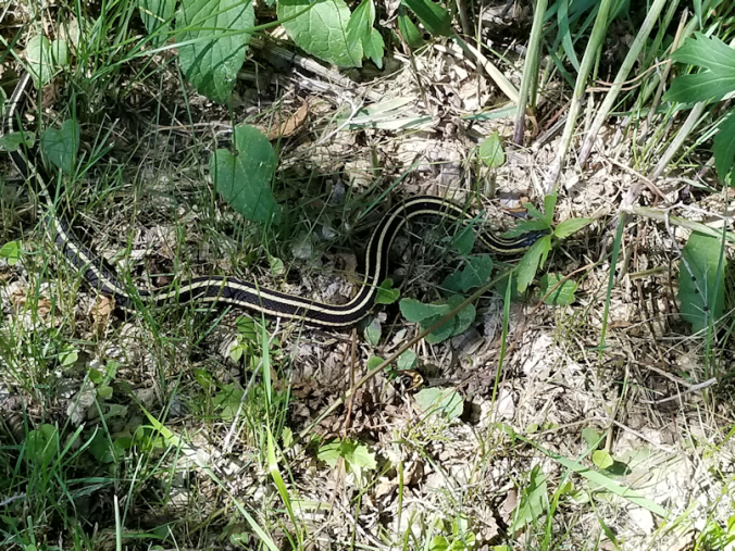 20180706.red.sided.garter.snake2