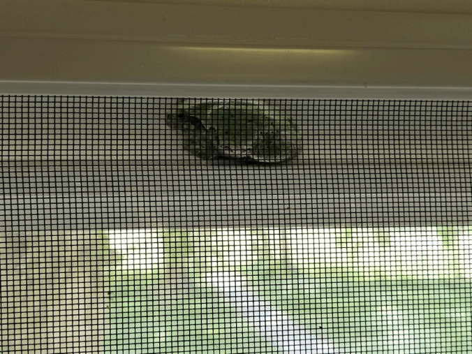 20180712.window.frog1