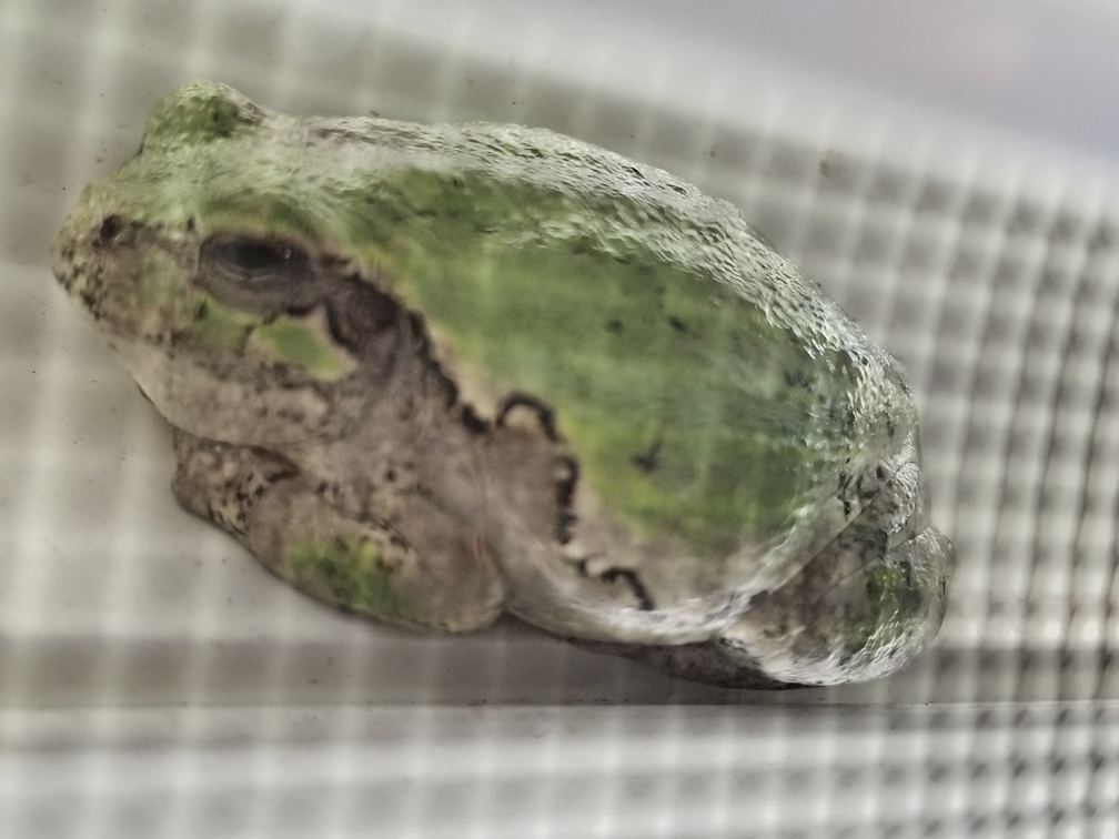 20180712.window.frog2