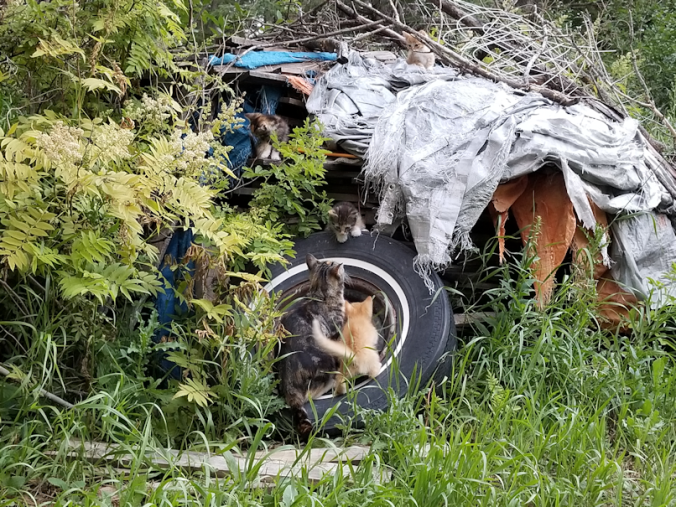 20180715.kittens.Butterscotch