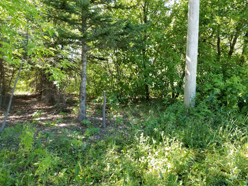 20180717.cleanup.maplegrove.west.after5b