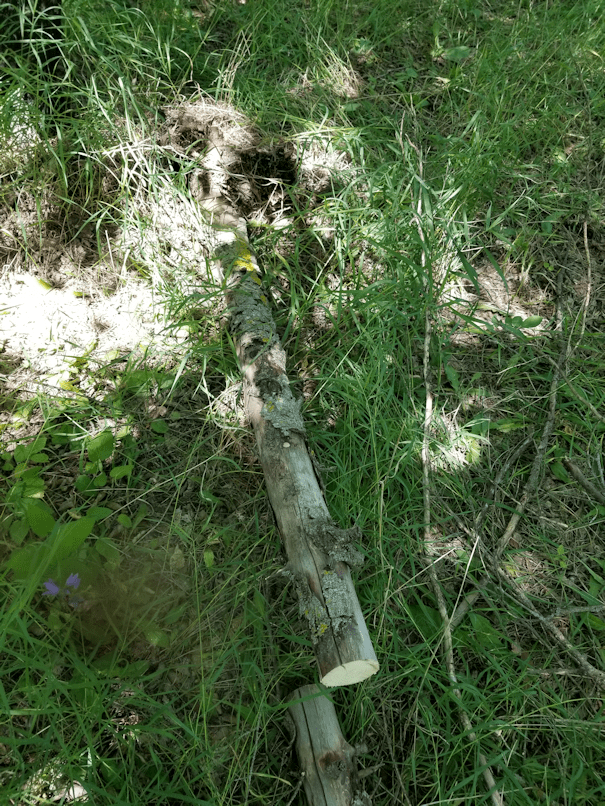 20180717.cleanup.maplegrove.west.spruce.down