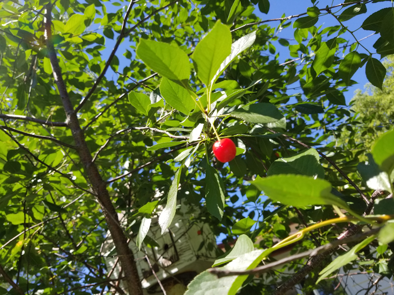 20180717.lonely.cherry