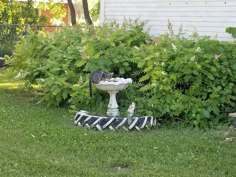20180718.beepbeep.birdbath