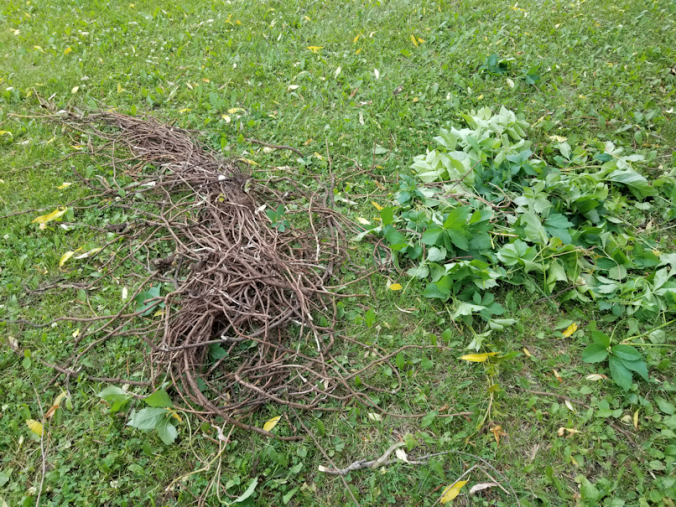 20180719.tire.planter.invaders