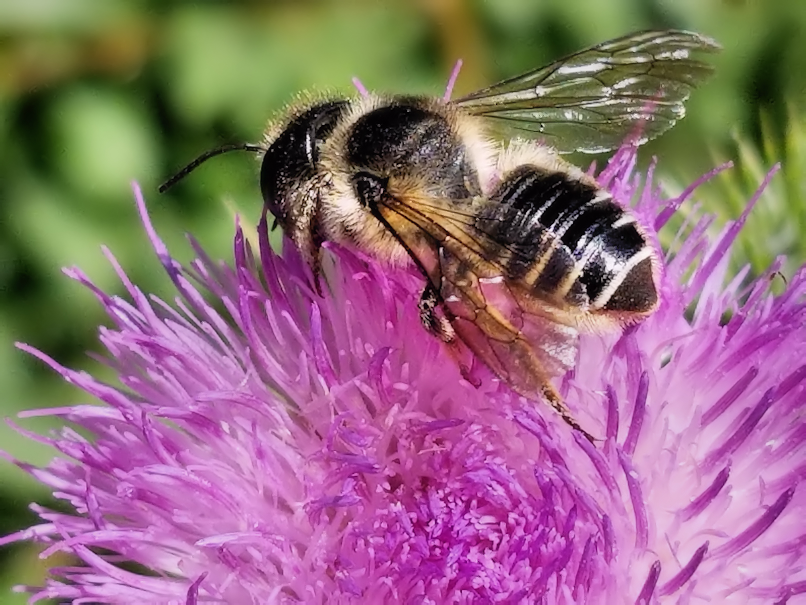 20180720.bee.thistle