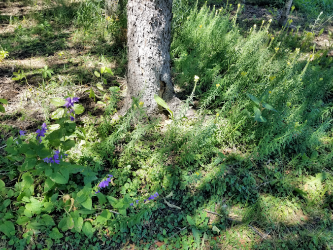 20180720.spreading.flowers