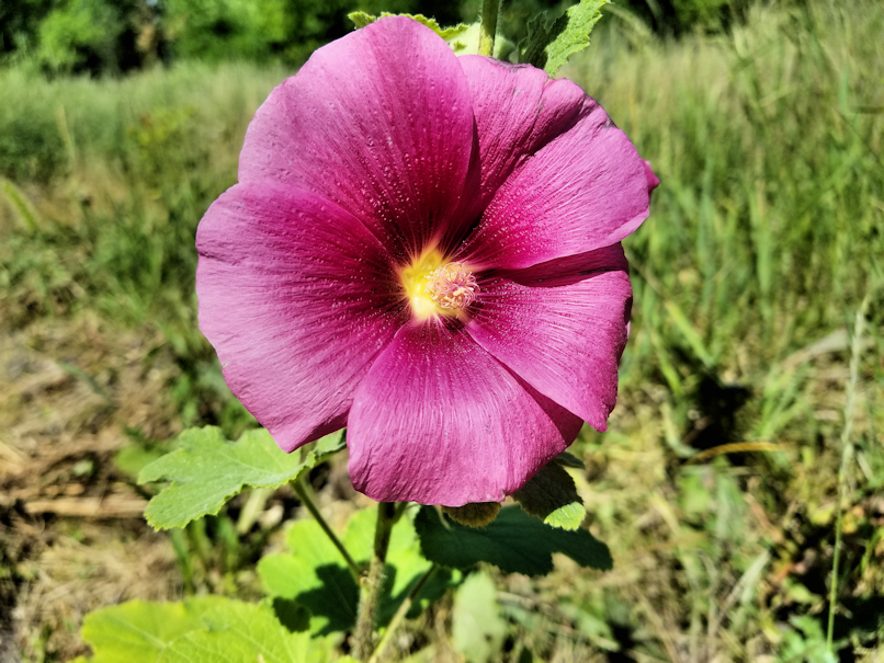 20180720.stray.flower