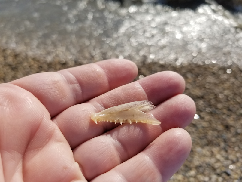 20180721.beach.fish.jaw