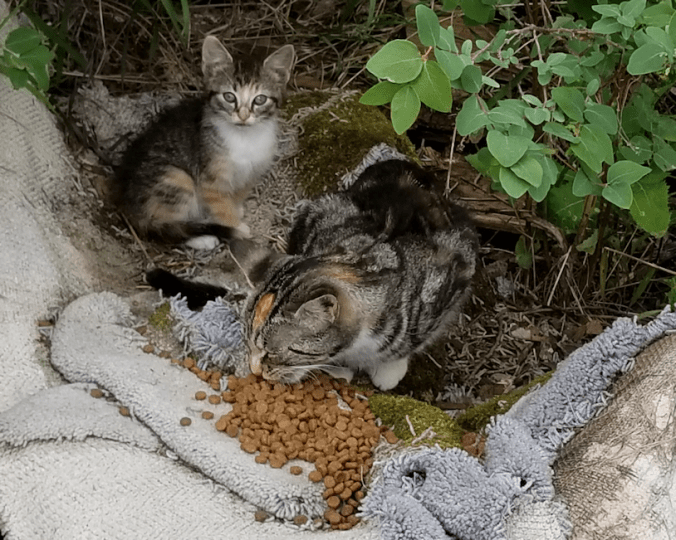 20180724.butterscotch.and.kitten