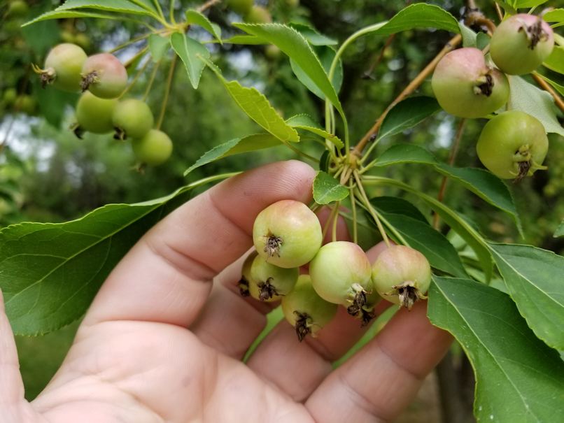 20180724.crabapples5