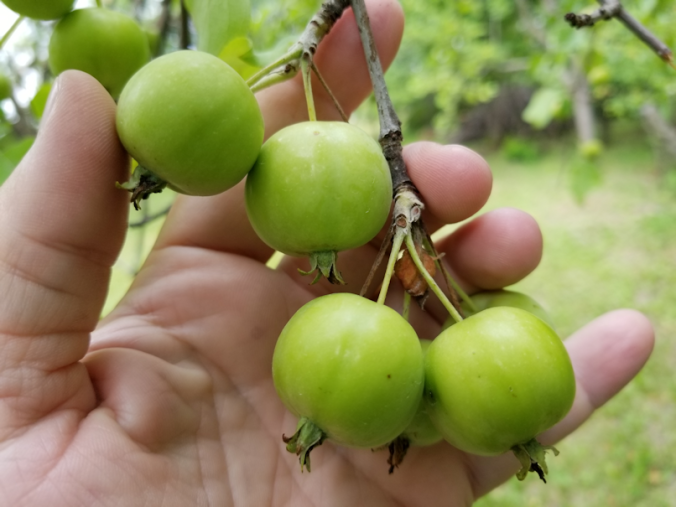 20180724.crabapples6