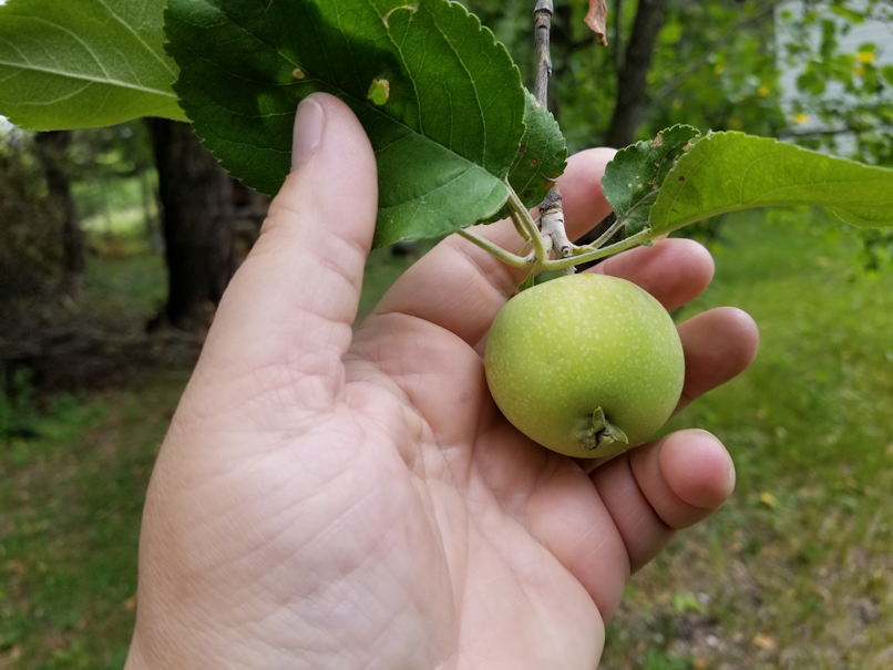 20180724.crabapples7