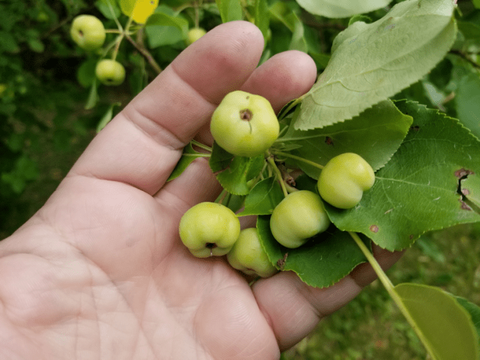 20180724.crabapples8