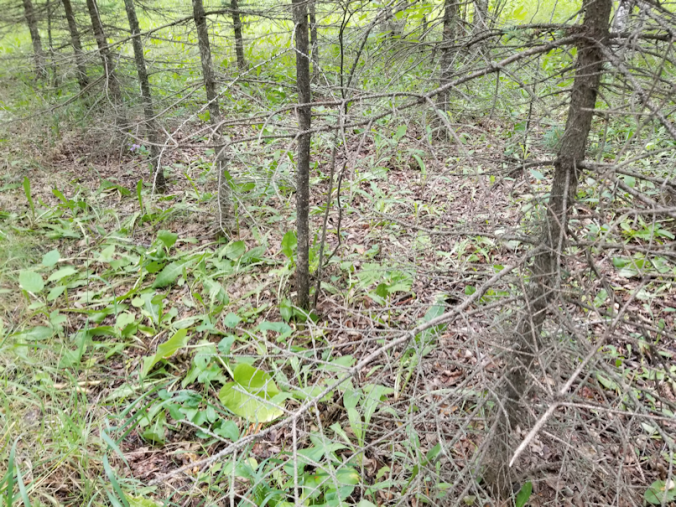 20180725.cleanup.maplegrove.west.crowded.row