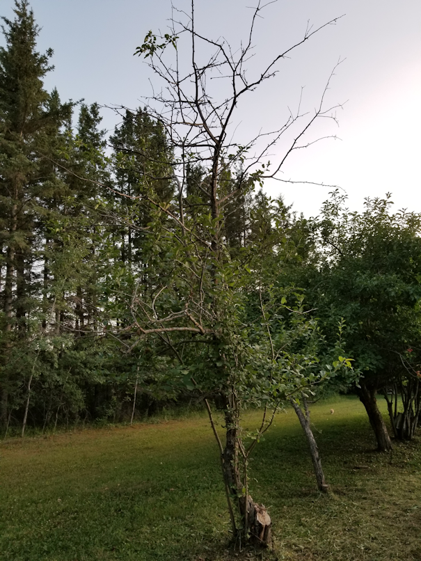 20180726,apple.tree,dying