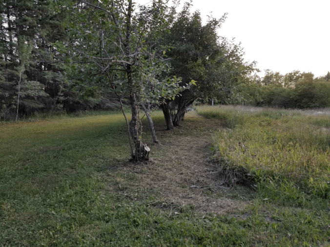 20180726,apple.trees.trimmed