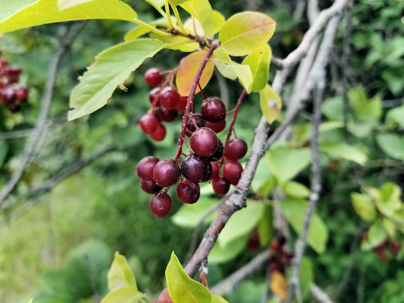 20180727.chokecherry1