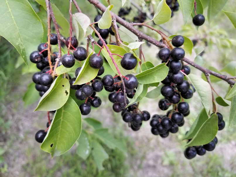 20180727.chokecherry2