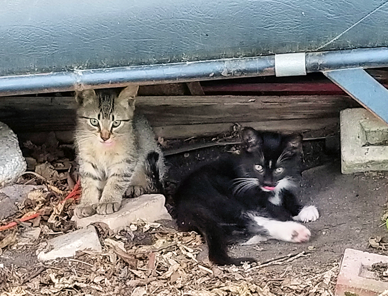 20180730.beepbeeps.kittens