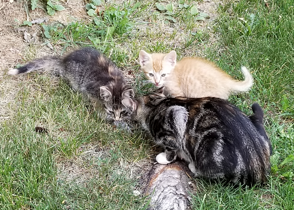 20180730.butterscotch.kittens