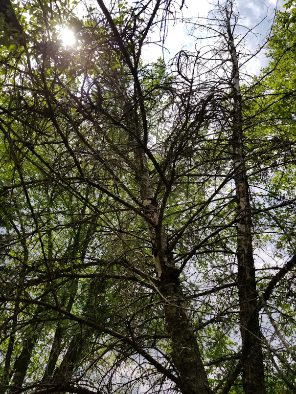 20180730.cleanup.firepitarea.1tree.down.1