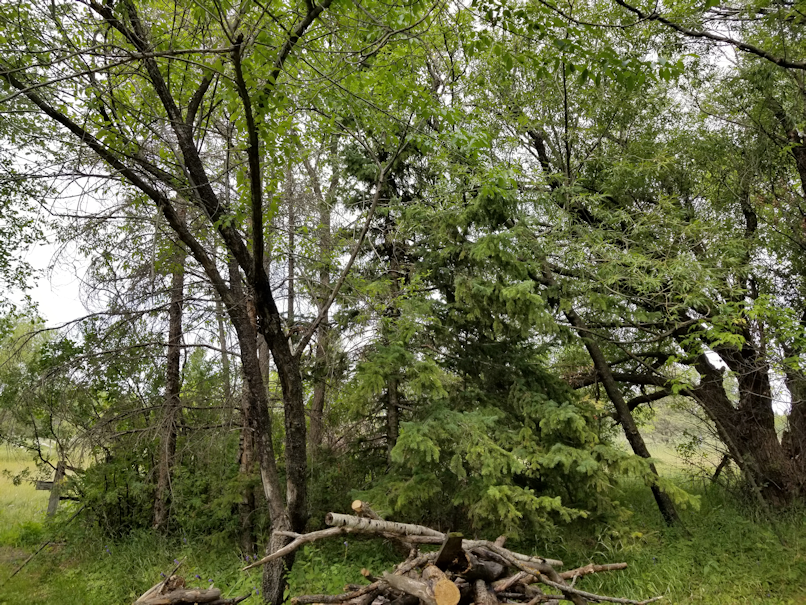 20180730.cleanup.firepitarea.2before