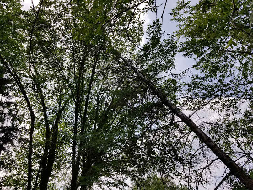 20180730.cleanup.firepitarea.2tree.down.2