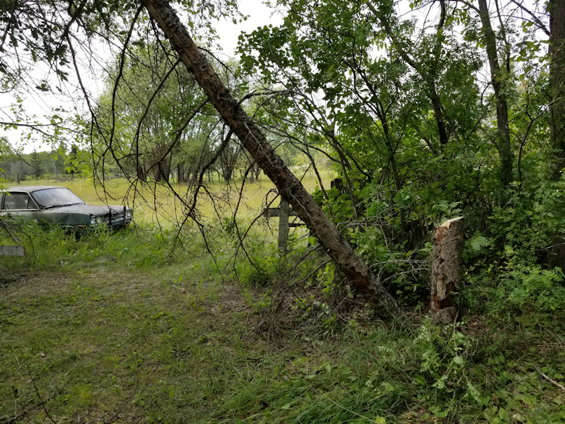 20180730.cleanup.firepitarea.2tree.down.3