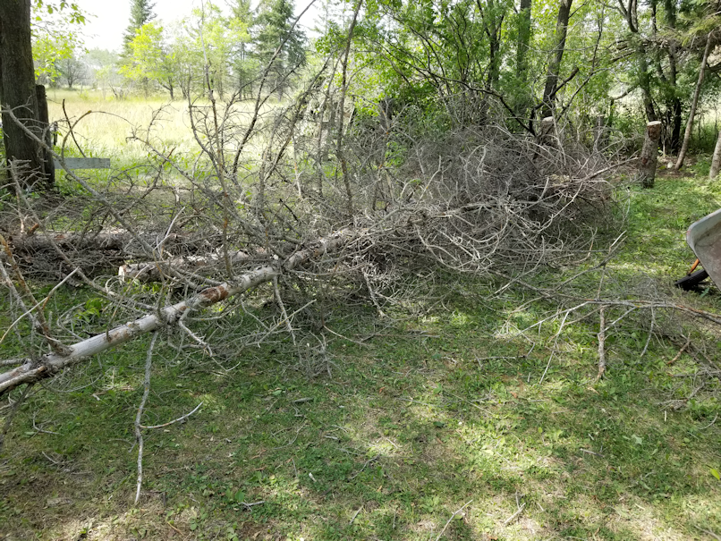 20180730.cleanup.firepitarea.trees.down.after