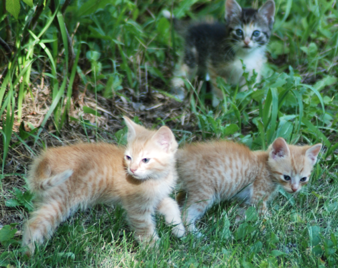DSC.three.kittens.png