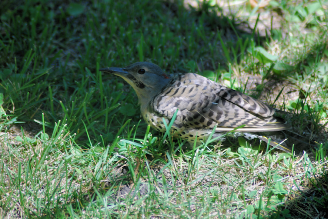 2018-08-06.northern.flicker1