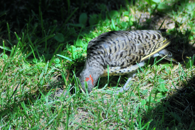 2018-08-06.northern.flicker2