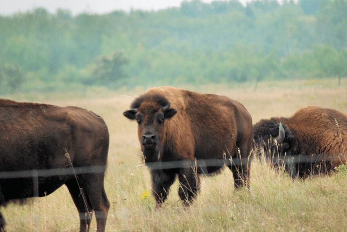 2018-08-16.adolescent.bison