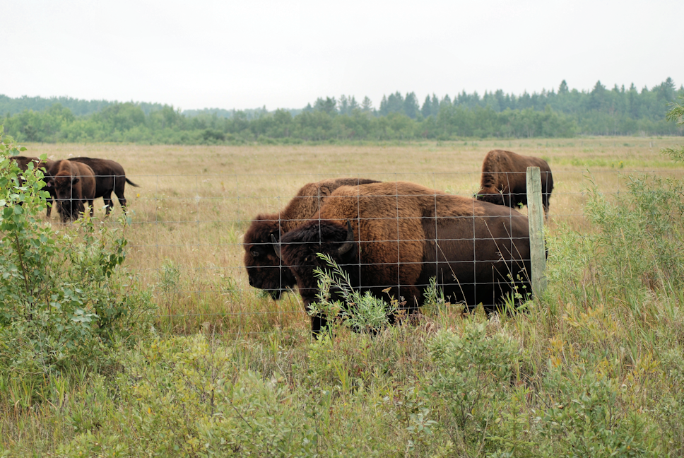 2018-08-16.bison.at.fence1