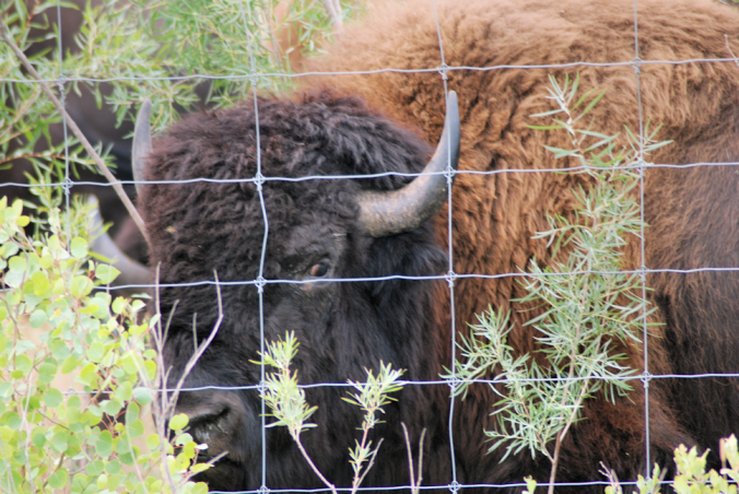 2018-08-16.bison.at.fence2